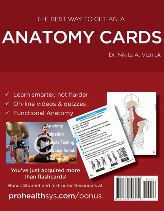 Anatomy Cards - Vizniak