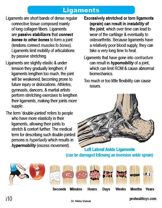 Anatomy Cards - Vizniak