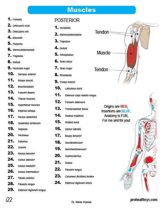 Anatomy Cards - Vizniak