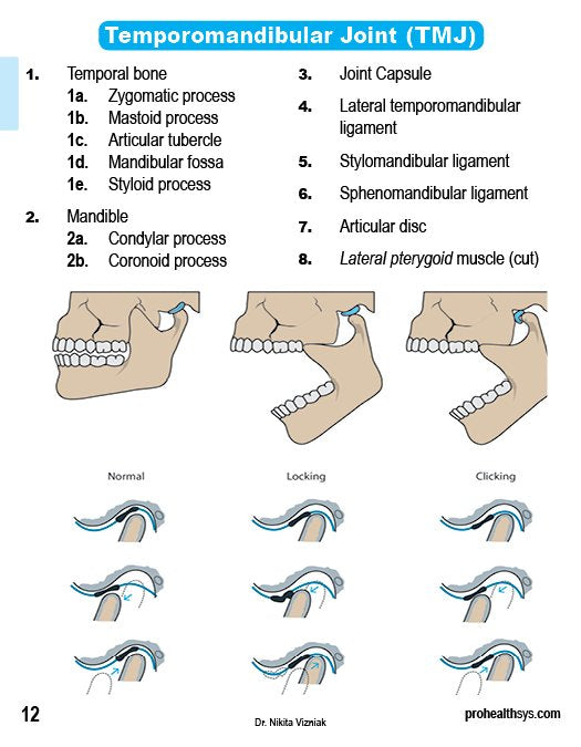 Anatomy Cards - Vizniak