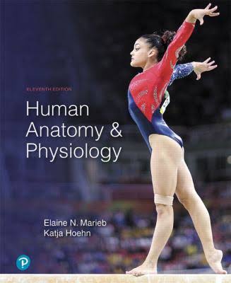 Essentials Of Human Anatomy & Physiology by Elaine N. Marieb