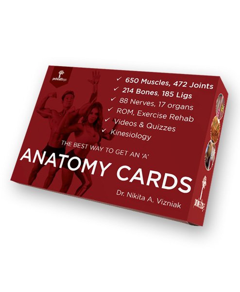 Anatomy Cards - Vizniak