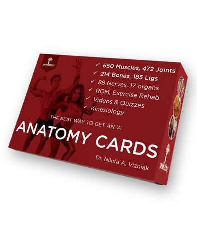 Anatomy Cards - Vizniak